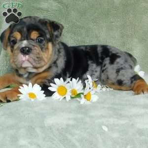 Beau, Miniature Bulldog Puppy